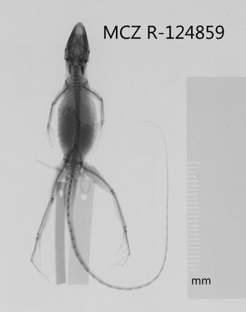 Media type: image;   Herpetology R-124859 Aspect: dorsoventral x-ray